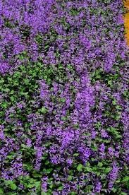 Heirloom Non-GMO Catnip Catmint Flower Seeds for Planting – Aromatic Herb Flower Seeds - Non-GMO for planting in home garden